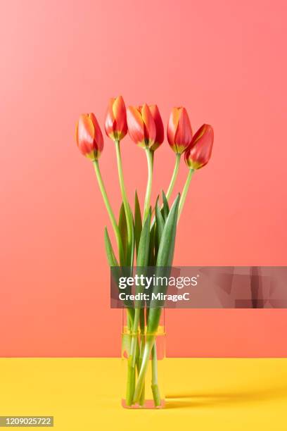 red tulips in glass vase - 花瓶 ストックフォトと画像