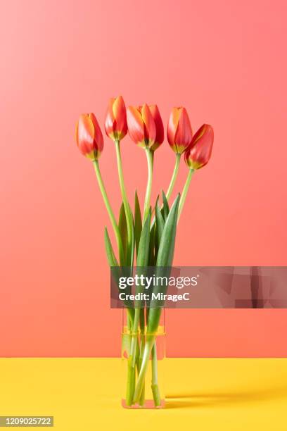 red tulips in glass vase - tulp stockfoto's en -beelden