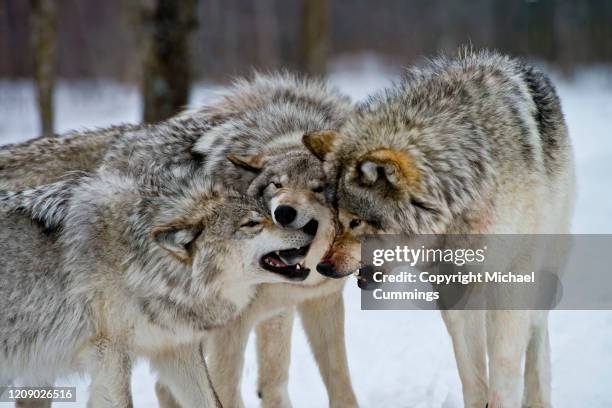 timber wolf family interacting - michael wolf - fotografias e filmes do acervo