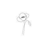 Poppy flower - continous line drawing.