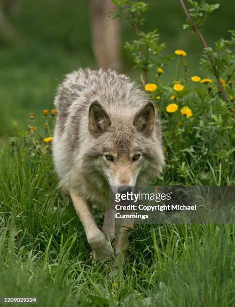 timber wolf walking through grass - michael wolf - fotografias e filmes do acervo
