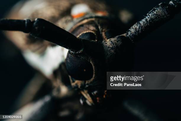 long-horned beetle portrait macro on black background - asnillo fotografías e imágenes de stock