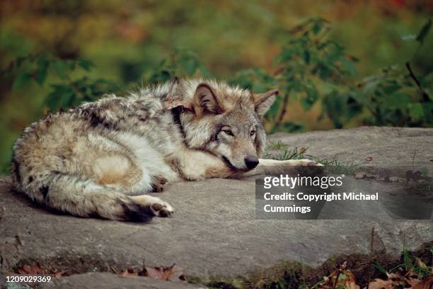eastern gray wolf laying on rock - michael wolf - fotografias e filmes do acervo