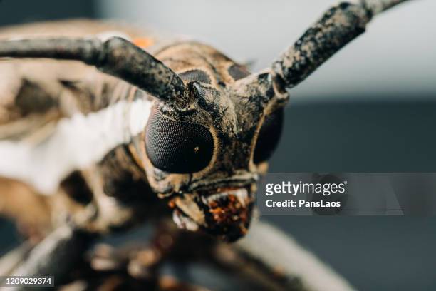long-horned beetle portrait macro - asnillo fotografías e imágenes de stock