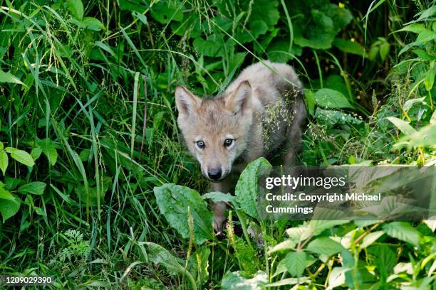 Ktimberwolf 378 Timber Wolf Puppies Stock Photos, High-Res Pictures, and Images ...