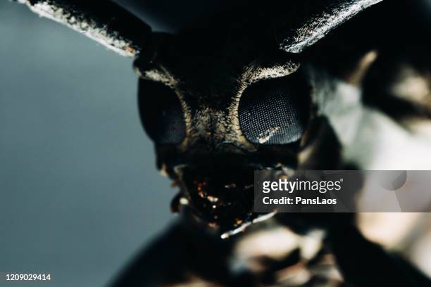 long-horned beetle portrait macro - asnillo fotografías e imágenes de stock