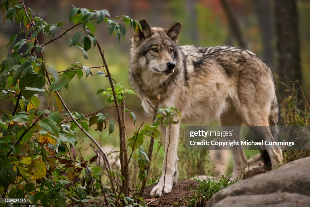 Eastern Gray Wolf On Rock