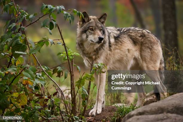 eastern gray wolf on rock - michael wolf - fotografias e filmes do acervo