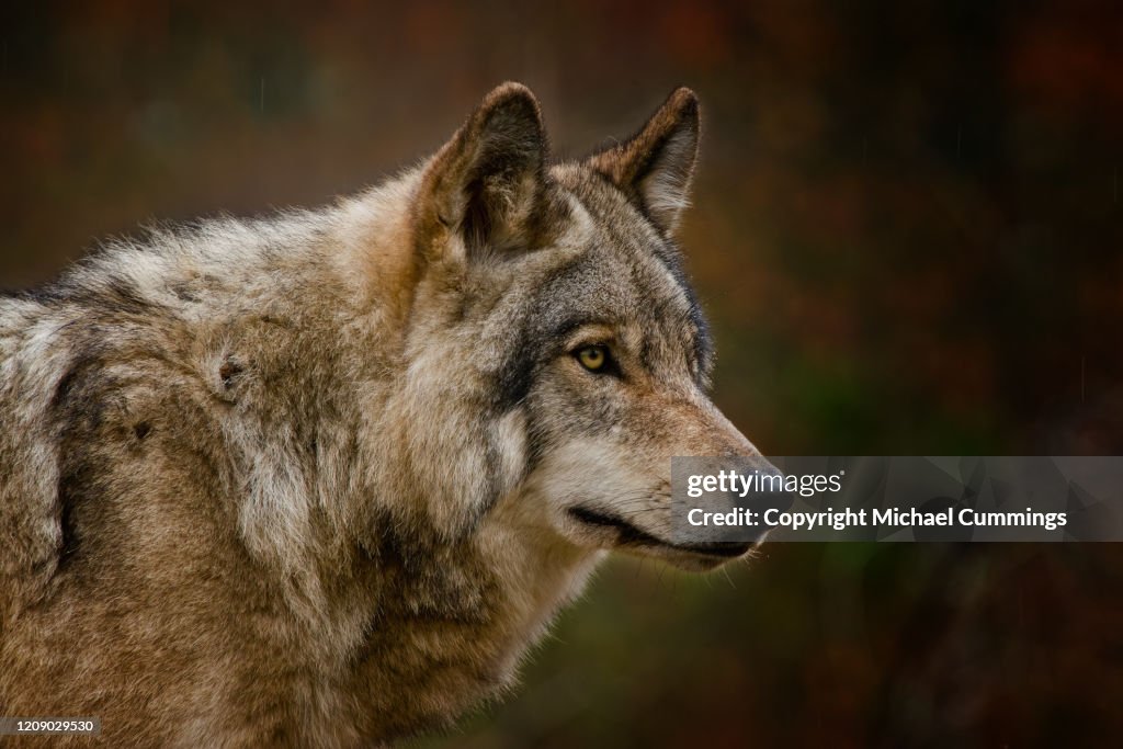 Timber Wolf
