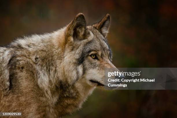 Timberwolf Picture 1,394 Canadian Timber Wolf Stock Photos, High-Res Pictures, and Images ...