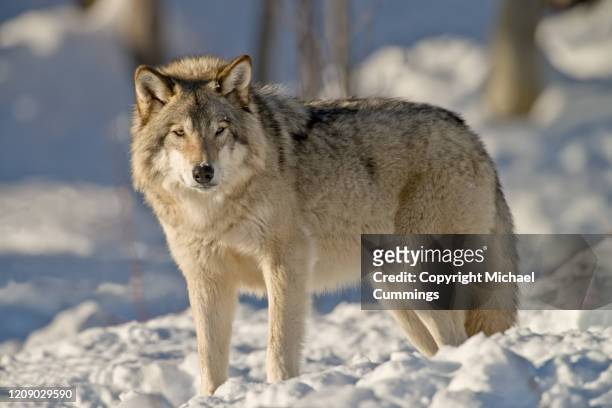 timber wolf - michael wolf - fotografias e filmes do acervo