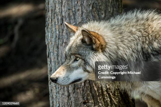 timber wolf - michael wolf - fotografias e filmes do acervo