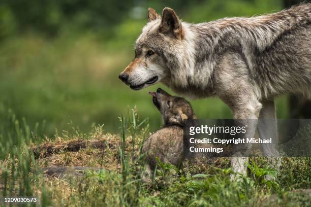 timber wolf - michael wolf stock pictures, royalty-free photos & images