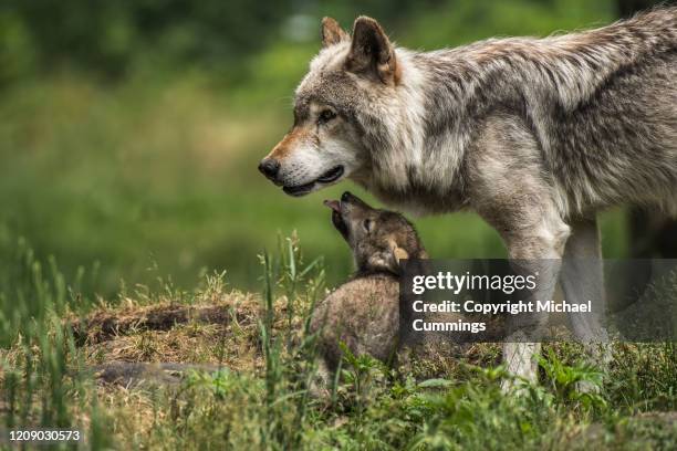 timber wolf - michael wolf - fotografias e filmes do acervo