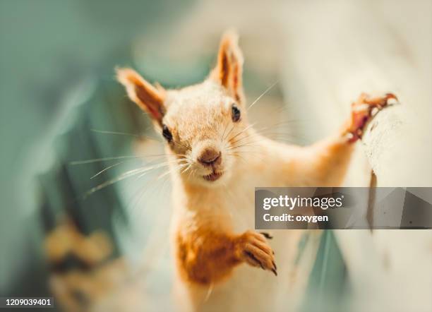 smiling squirrel sitting on a metallic pole near balcony - リス ストックフォトと画像