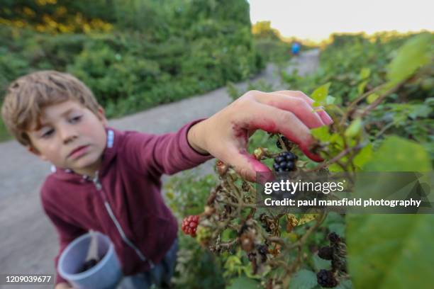 boy picking blackberries - blackberry stock pictures, royalty-free photos & images