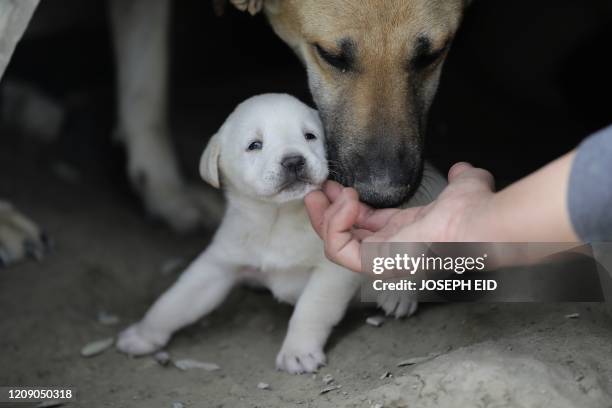 Zaynab Razzouk, head of the animal protection NGO Carma, checks on a puppy at the shelter in the area of Koura, north of the Lebanese capital Beirut...