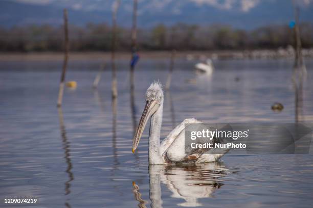 Crispus pelican in Kerkini Lake, Serres, in northern Greece, on 2 April 2020. Crispus pelican is the rarest of the seven species of pelicans and is...