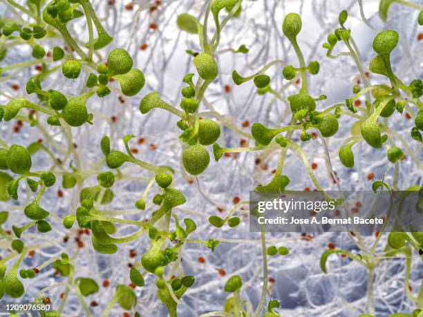 full frame of seeds germinating in a plate of gel ms with antibiotics. petri dish with arabidopsis mutant seedlings. spain - plant germinating from a seed stock pictures, royalty-free photos & images