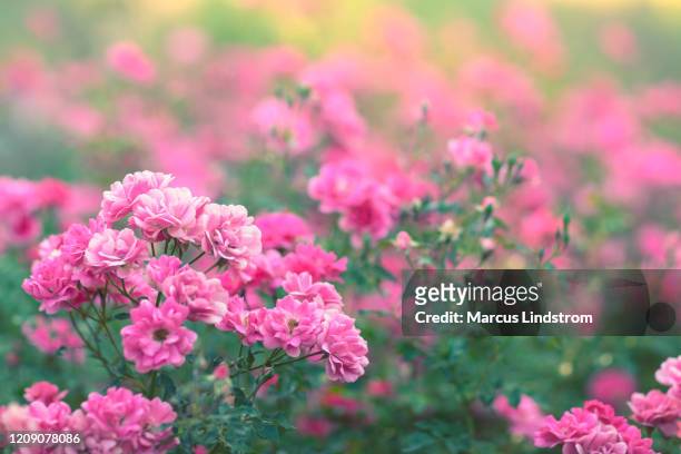rose rosa in fiore - roseto foto e immagini stock