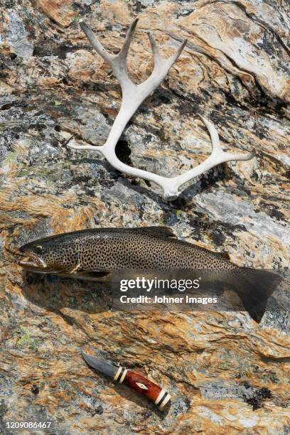 fish, knife and antler on rock - forel stockfoto's en -beelden