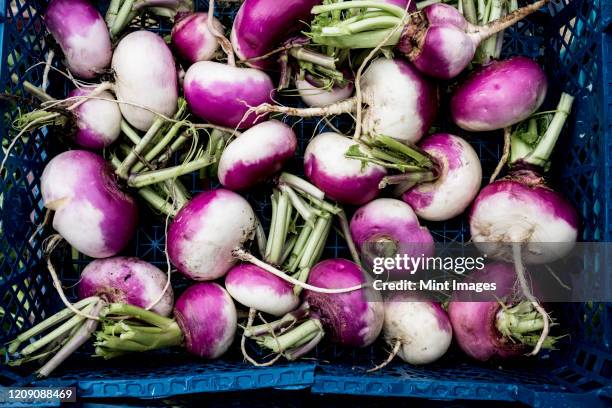 high angle close up of a crate with freshly picked white and purple turnips. - turnip stock pictures, royalty-free photos & images