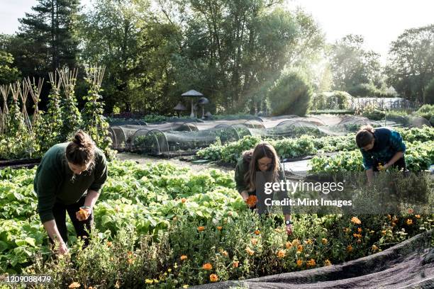 three gardeners working in a vegetable bed, picking edible flowers. - edible flower stock pictures, royalty-free photos & images