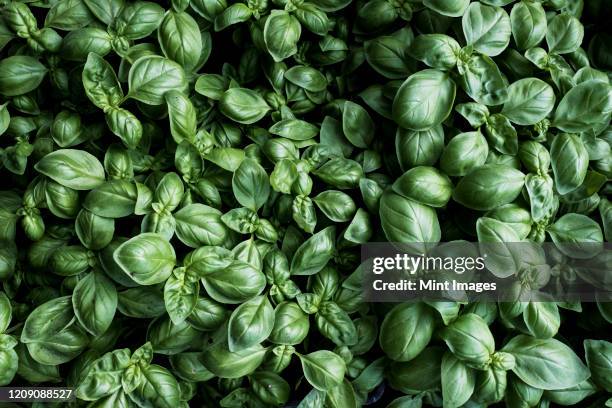 high angle close up of fresh green basil. - mint leaf stock-fotos und bilder