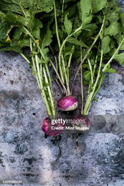 high angle close up of a bunch of freshly picked pink turnips on grey background. - turnip stock pictures, royalty-free photos & images