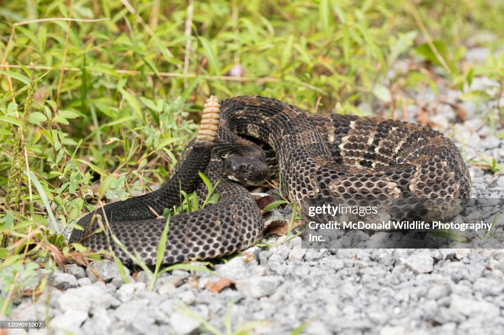 Two Step Rattlesnake Timber Rattlesnake