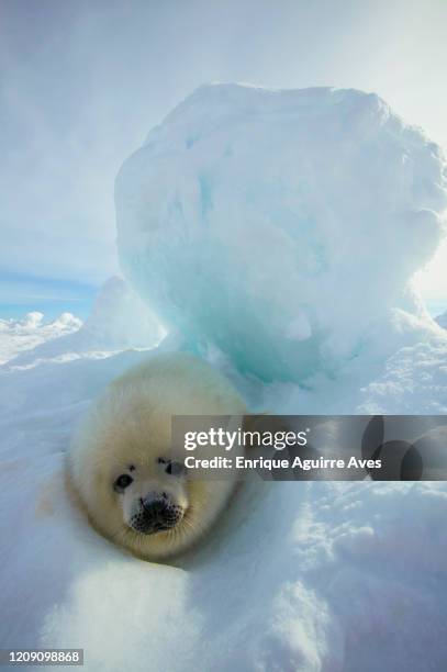 harp seal (pagophilus groenlandicus) - harp seal stock pictures, royalty-free photos & images