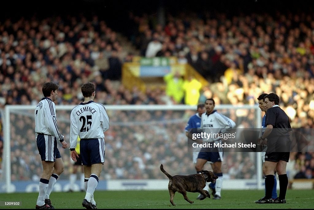Dog on the pitch
