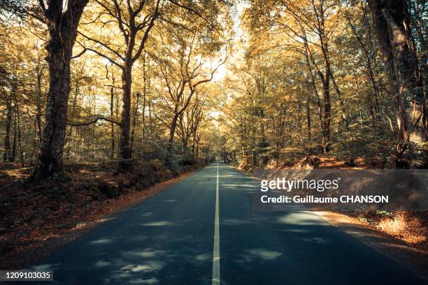 autumn in broceliande forest in brittany, france - ille et vilaine - fotografias e filmes do acervo