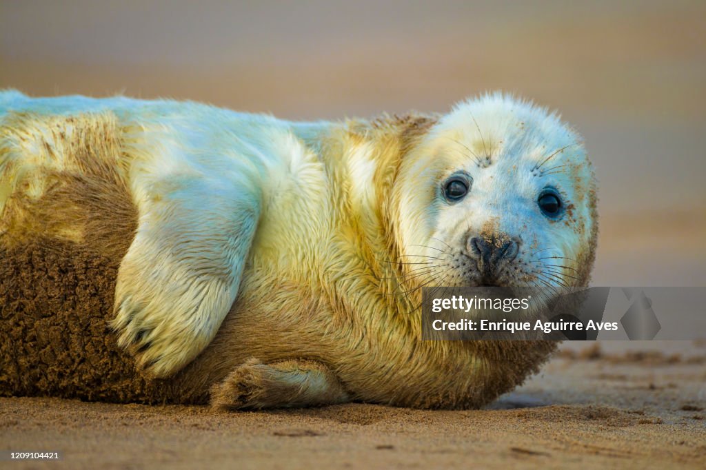 Grey Seal
