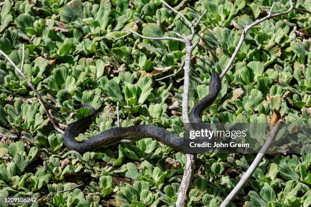 Southern black water snake sunning in the Corkscrew Swamp Sancutuary.