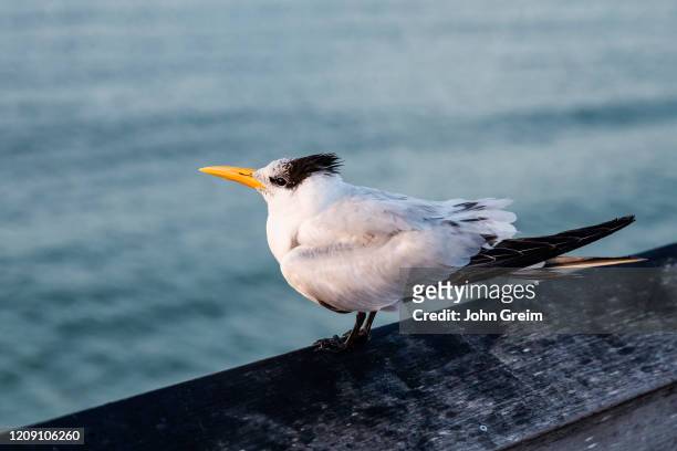 Royal Tern resting on pier railing.