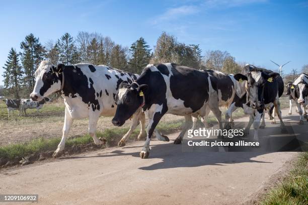 April 2020, Lower Saxony, Brake: Cows go out to pasture quickly. "Out to pasture!" - according to this motto, the winter and stable time for about...