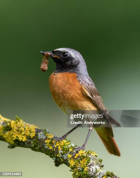 male common redstart - redstart stock pictures, royalty-free photos & images