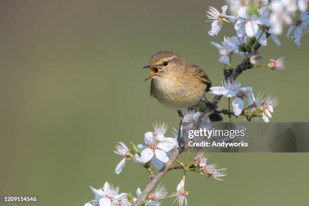 singing common chiffchaff - bird singing stock pictures, royalty-free photos & images