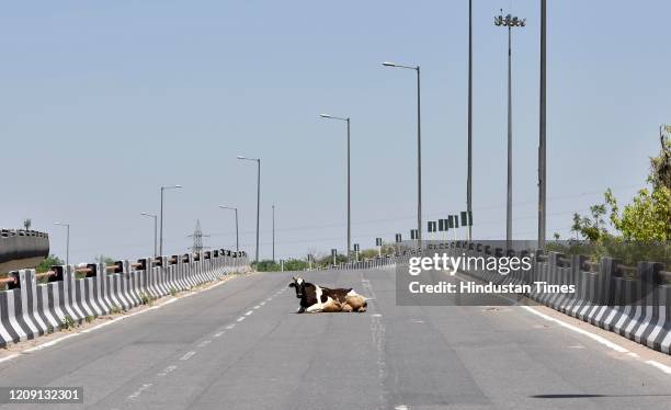 Cow sittin gin the middle ofhe road on a deserted flyover near Timarpur oon day eleven of the nationwide lockdown to check the spread of coronavirus,...