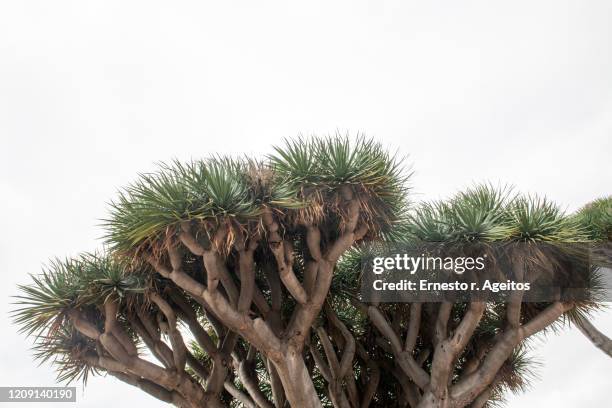 dragon tree (dracaena draco) top - dragon tree stock pictures, royalty-free photos & images