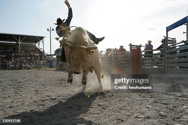 rodeo - bull riding - texas longhorn cattle bildbanksfoton och bilder