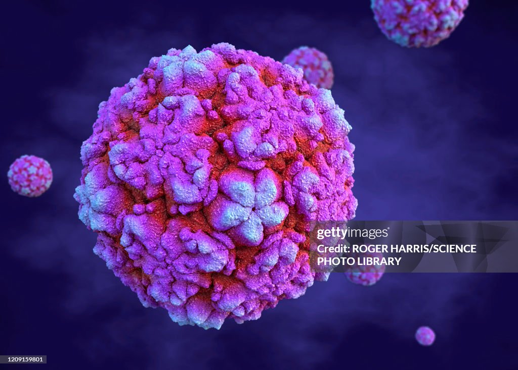 Rhinoviruses, illustration