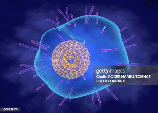 varicella zoster virus, illustration - varicella zoster virus stock illustrations