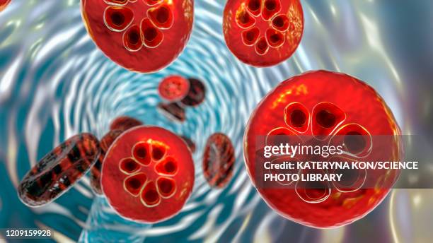 stockillustraties, clipart, cartoons en iconen met plasmodium malariae inside red blood cell, illustration - bloedcel