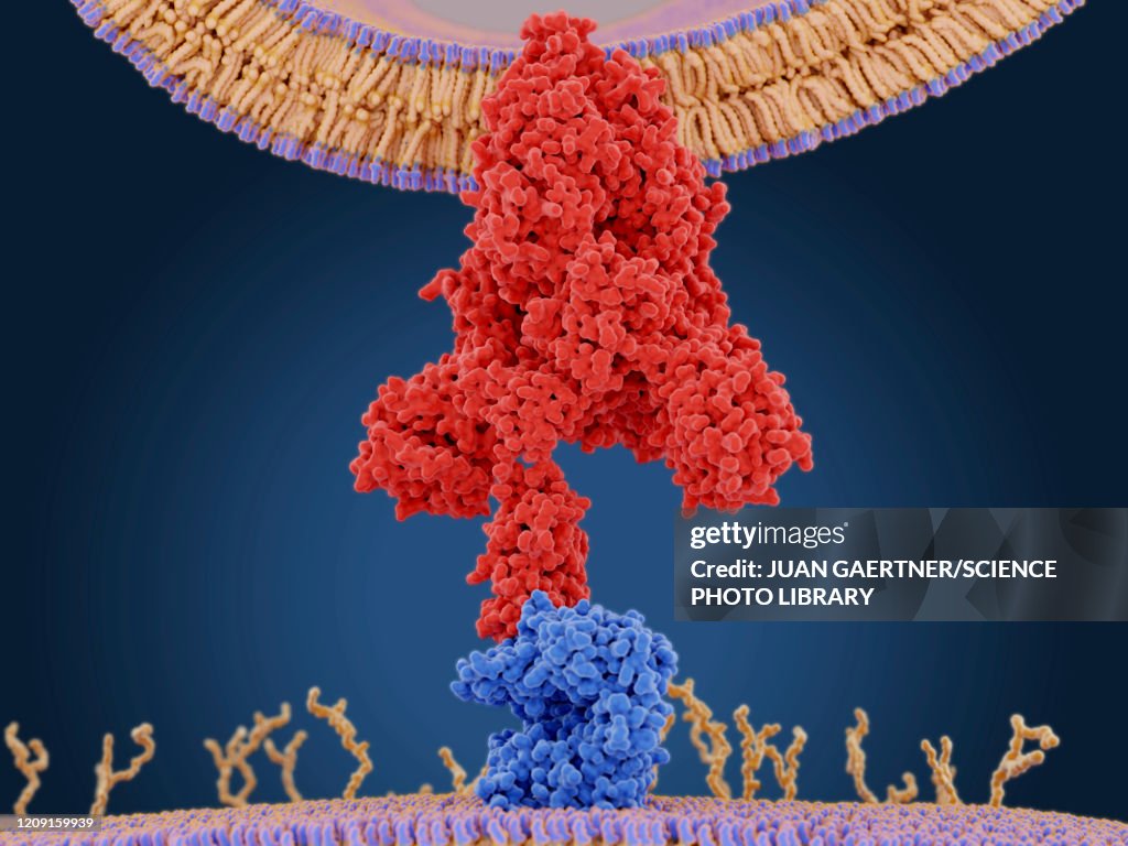 Coronavirus spike protein and receptor, illustration