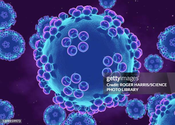 human papillomaviruses, illustration - hpv virus stock-grafiken, -clipart, -cartoons und -symbole