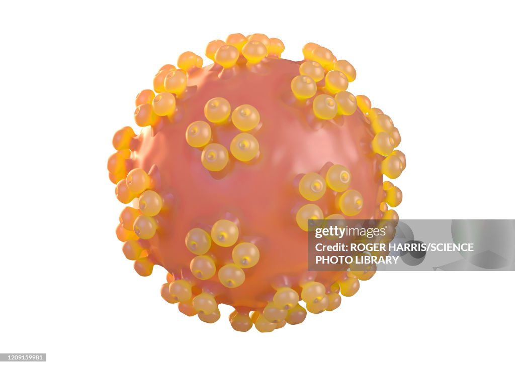 Human papillomavirus, illustration