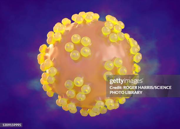 ilustraciones, imágenes clip art, dibujos animados e iconos de stock de human papillomavirus, illustration - condiloma