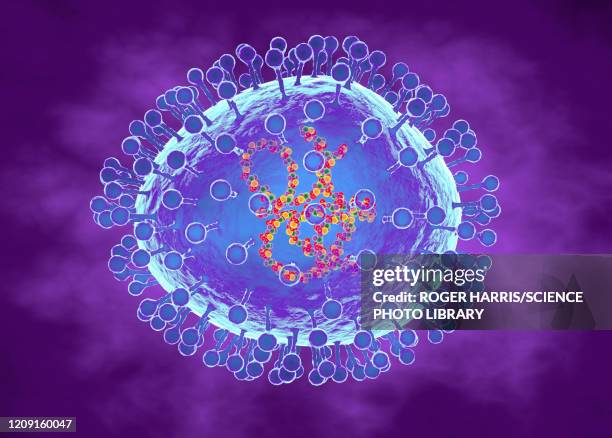 ilustraciones, imágenes clip art, dibujos animados e iconos de stock de human metapneumovirus, illustration - metaneumovirus humano